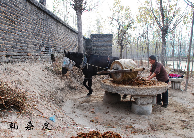 轧桑皮.JPG